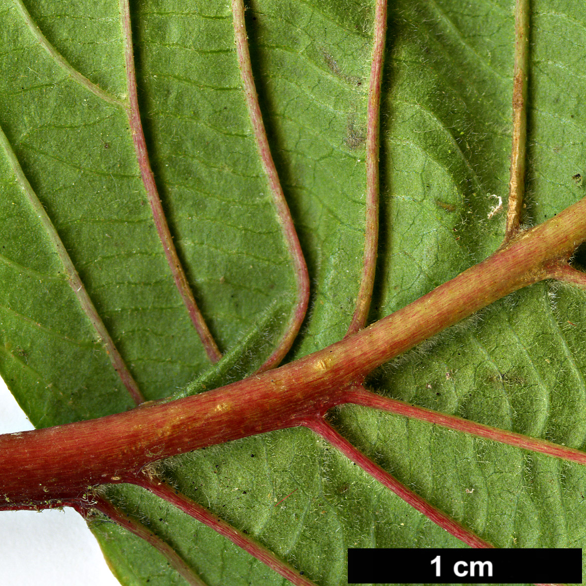 High resolution image: Family: Adoxaceae - Genus: Viburnum - Taxon: plicatum - SpeciesSub: f. plicatum